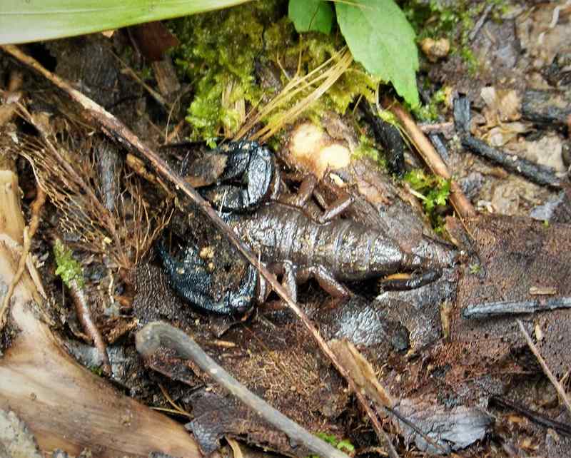 Scorpion near a plant