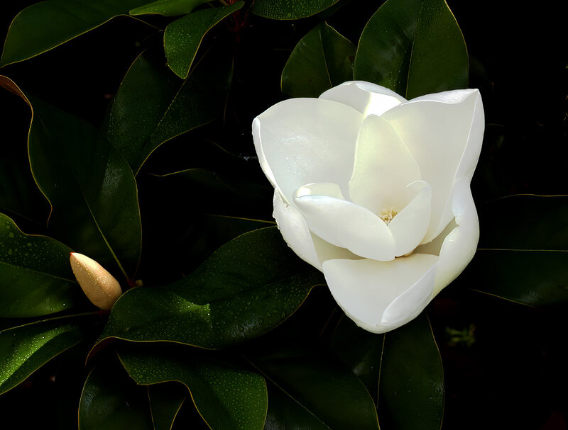 close up pic of southern magnolia