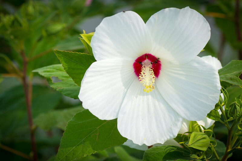 closeup image of swamp rosemallow