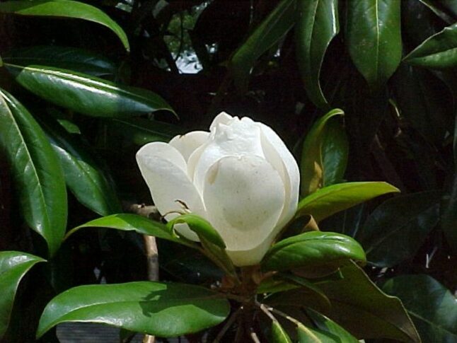 Sweetbay Magnolia