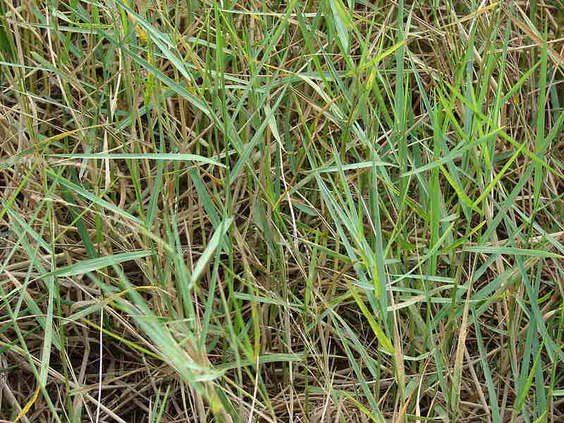 closeup image of Torpedograss