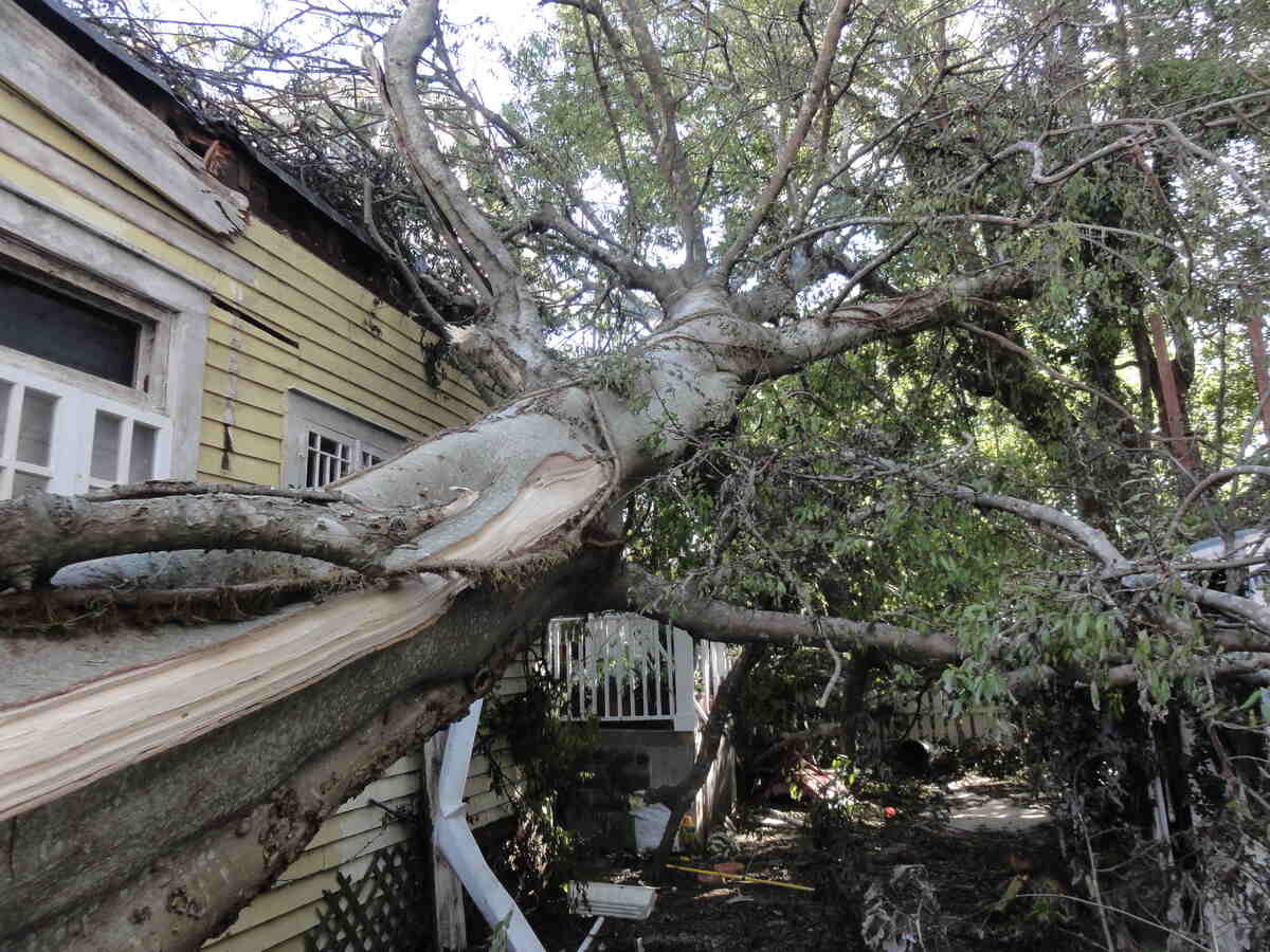 Tree falls in New Orleans - Hurricane Isaac
