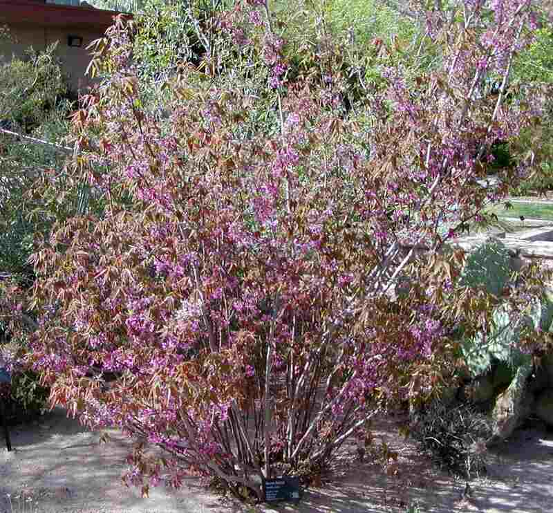 mexican buckeye plant on the side of road