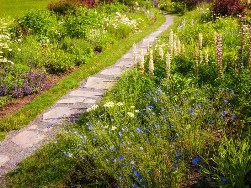 A path in a wildflower garden