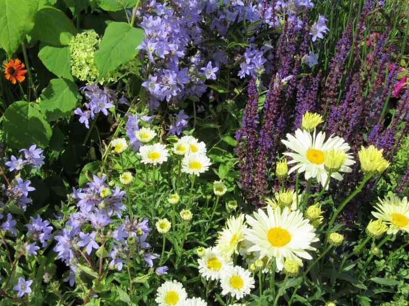 A Beginner's Guide to Wildflower Gardens