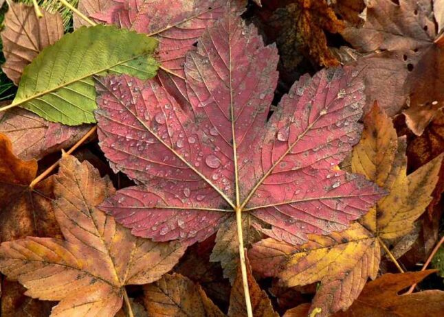 Wet fall leaves