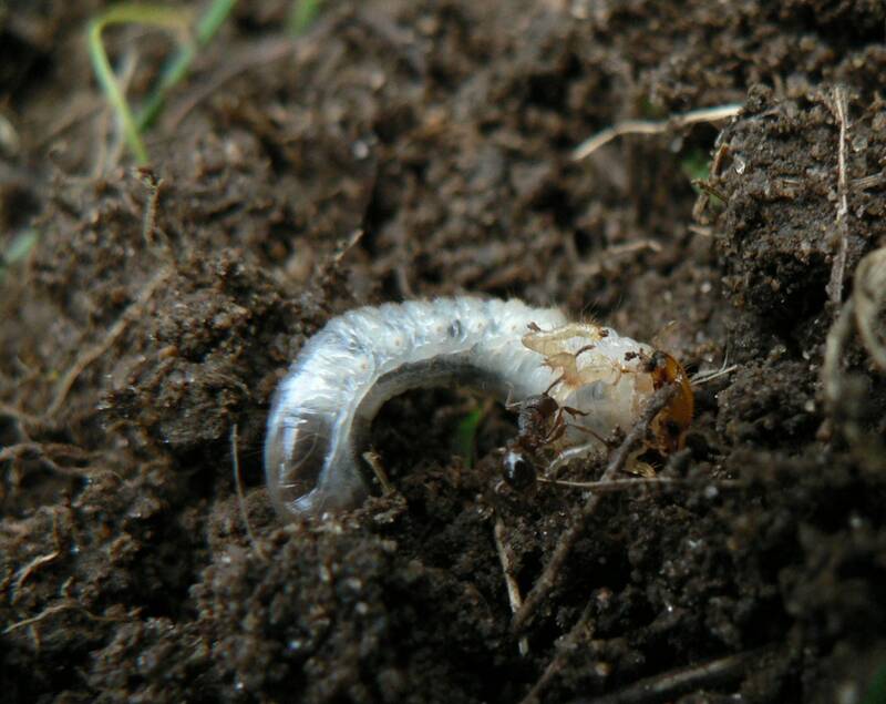 white grub laying on soil