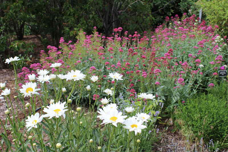 picture of red and white flowers in a garden