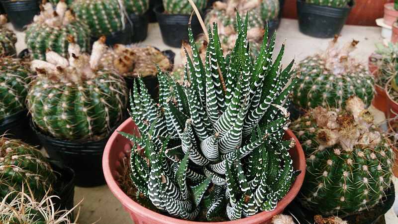 A close up of a beautiful zebra plant