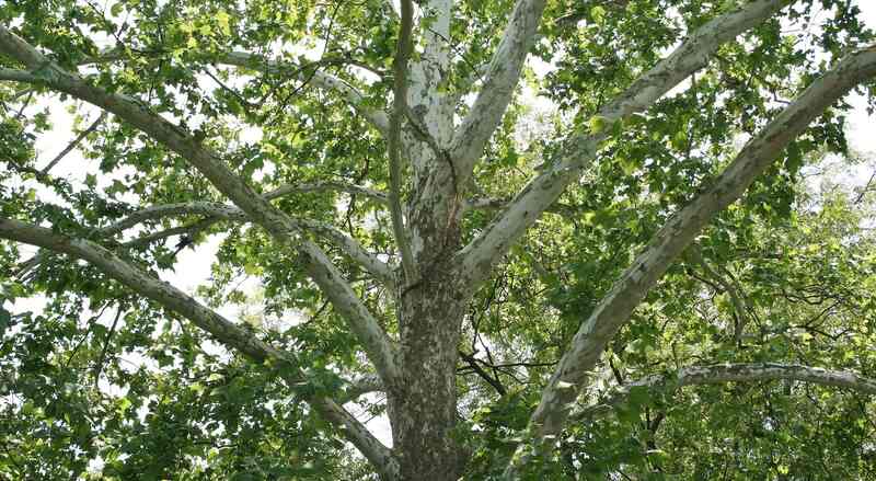 bark of American sycamore