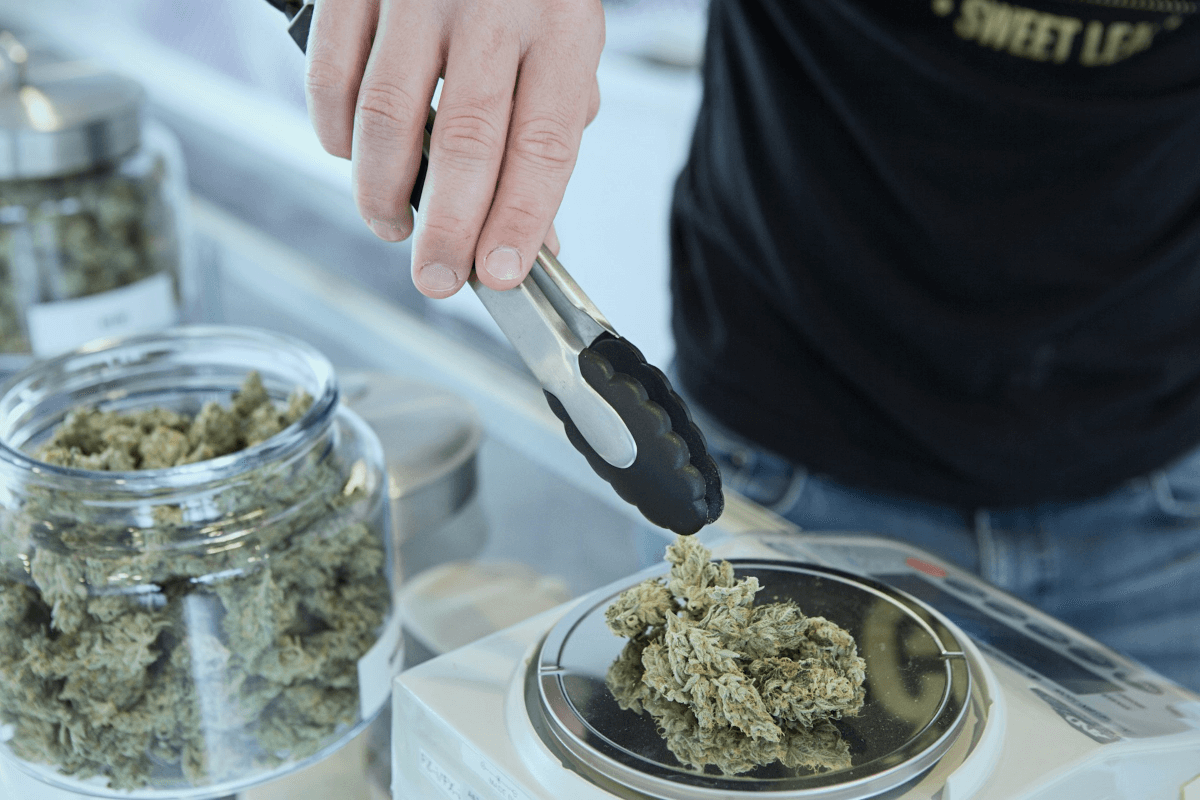 A dispensary worker uses tongs to weigh cannabis buds
