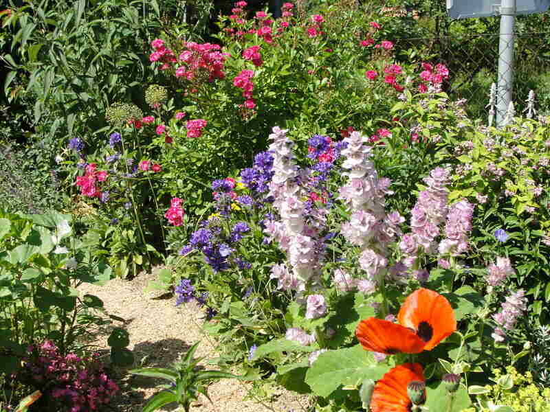 A wildflower garden upon which sun is shining