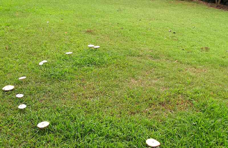 image of a fairy ring disease in lawn