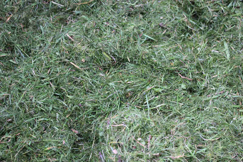 Grass clippings in lawn