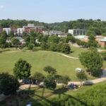 5 Best Grass Types for Chattanooga, TN