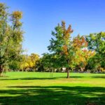 11 Spring Lawn Care Tips for Sacramento, CA