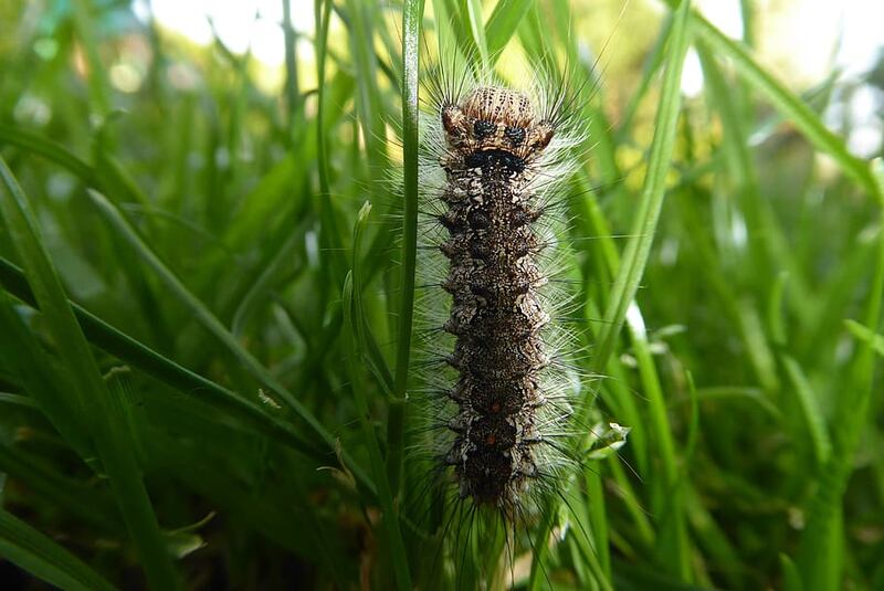 caterpillar on grass