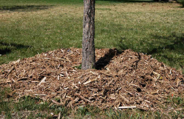 image of a mulch around plant