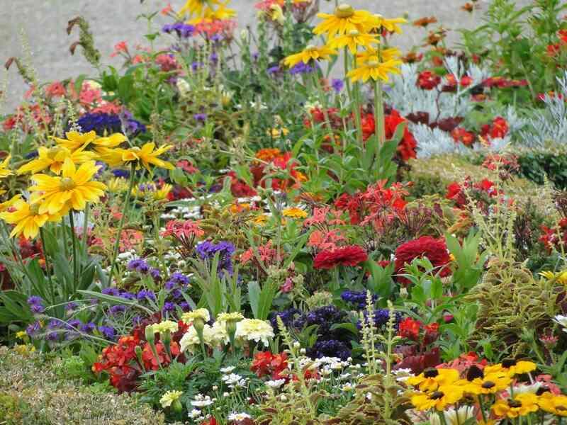 A wildflower garden with colorful flowers