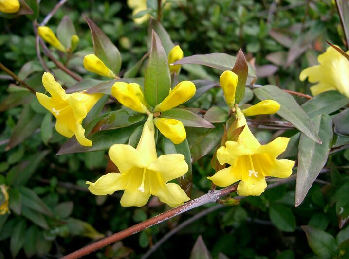 yellow flowers of jessamine
