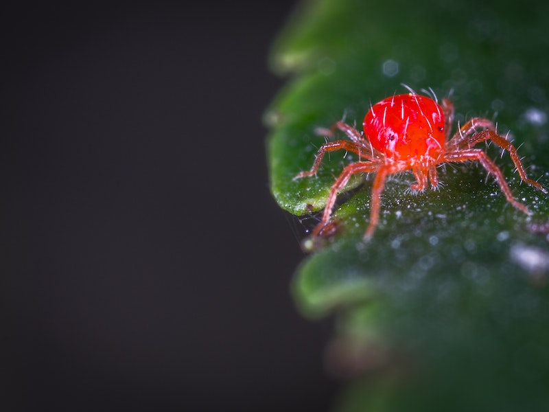 A closeup of red spider mite