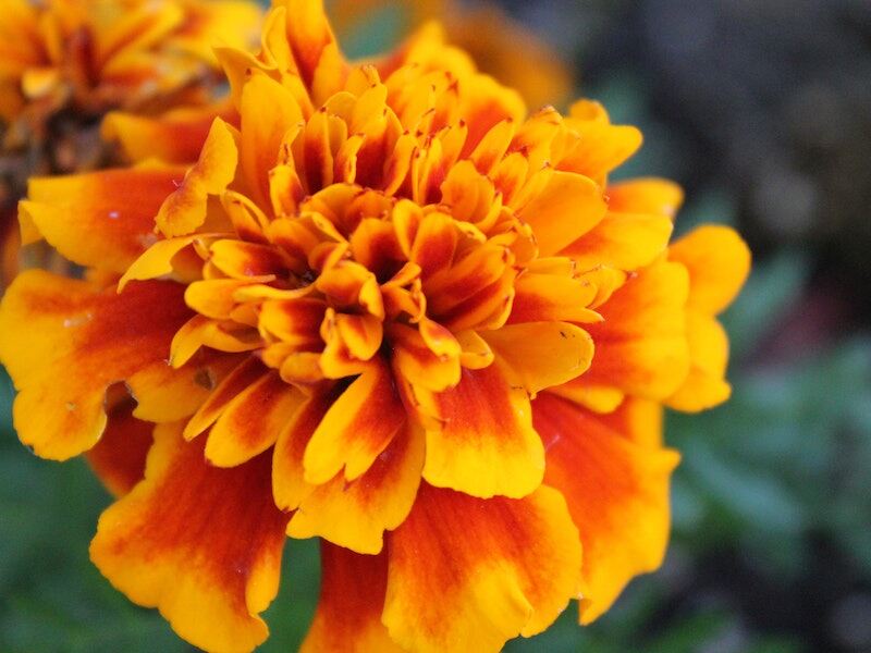 A yellow colored marigold flower