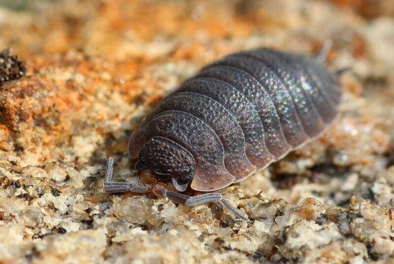 A close up of a pilllbug