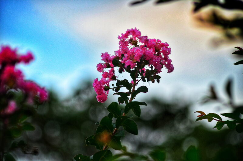 pink color flower with sky in the background