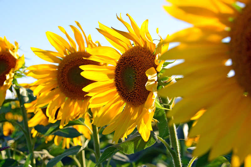 Beautiful yellow colored sunflower plant