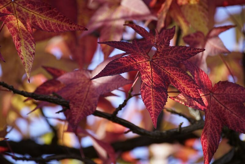 red leaves on a brown stem