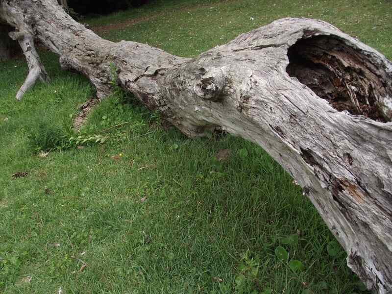 A dead tree log placed on grass