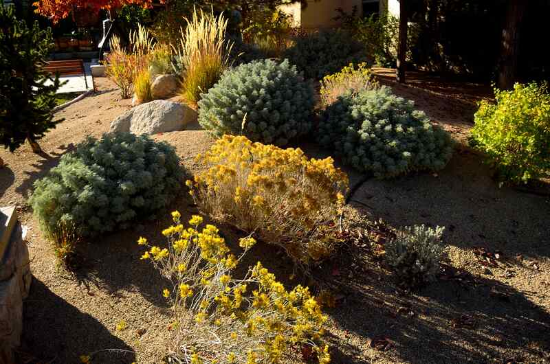 Xeriscaping picture Outside the Nevada State Museum