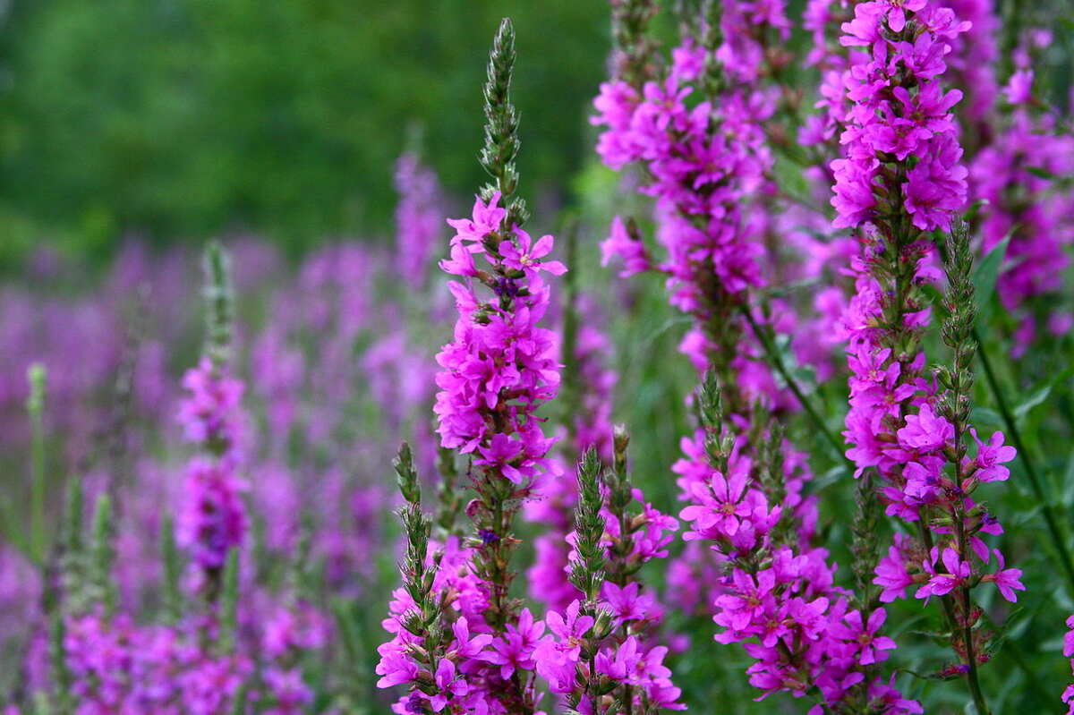 purple flowers on green stem