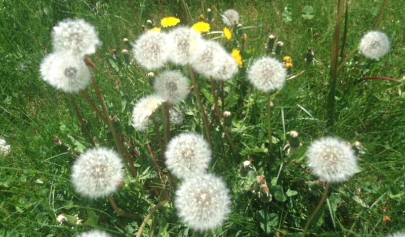 dandelions in yard or lawn