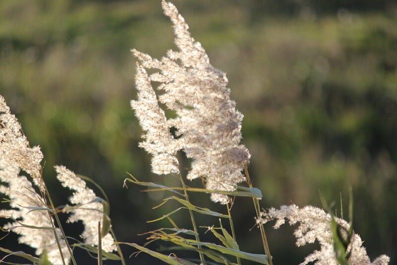 A close up of a beautiful common reed plant