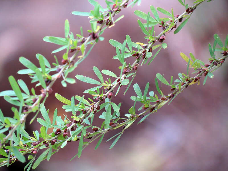 Green colored plant of Sericea Lespedeza