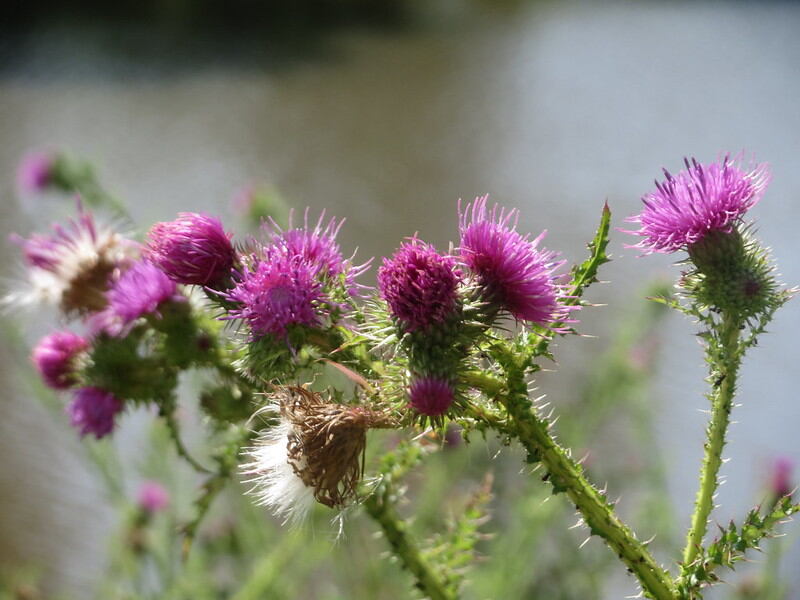 Beautiful pink color flowers of plumeless thistle