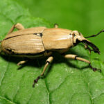 6 Common Lawn Pests in Ohio