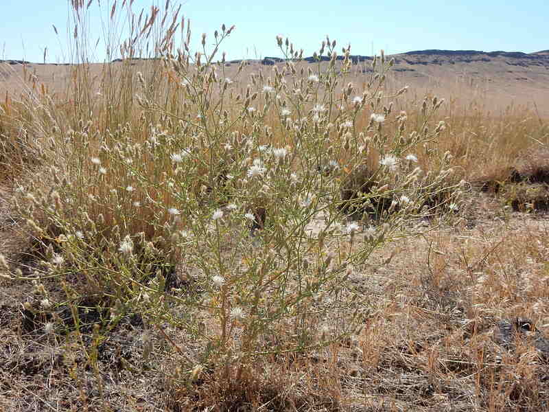 A close up of a beautiful diffuse knapweed