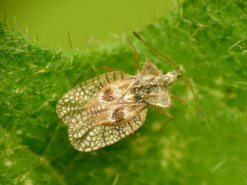 A close up of lace bug with green background