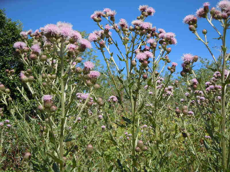 Beautiful pink colored flowers of canada thistle