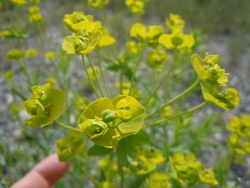 A close up of a beautiful green colored leafy spurge