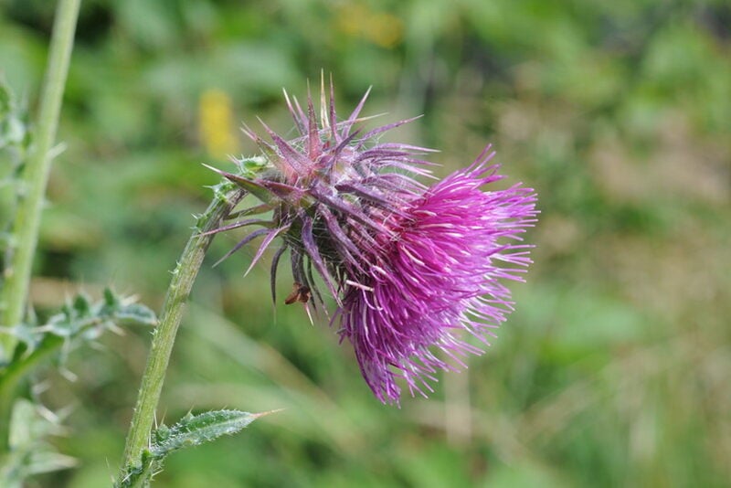 A close up of a beautiful musk thistle plant