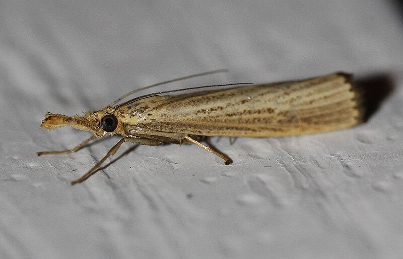 A close up of a sob webworm