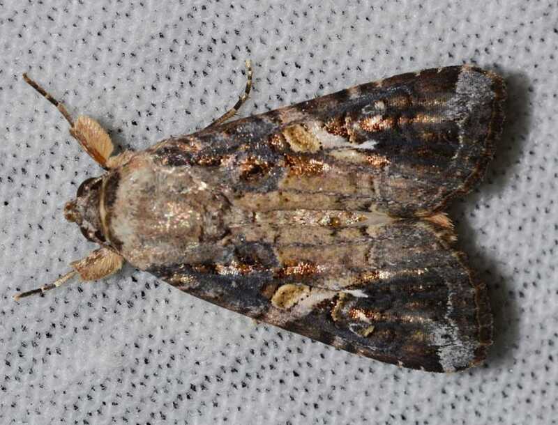 A close up of a fall armyworm