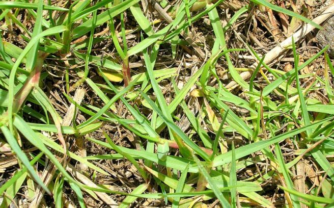 A close up of a beautiful seashore paspalum