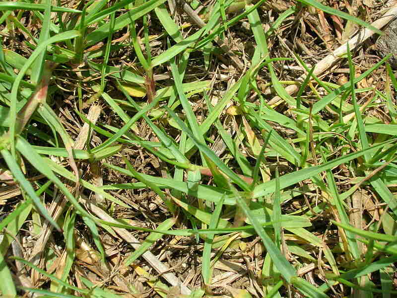 A close up of seashore paspalum grass