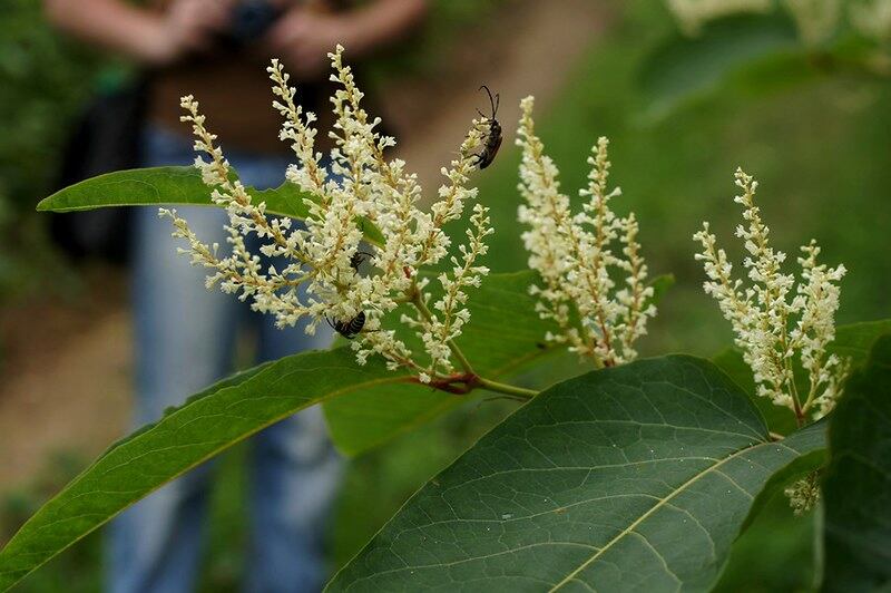 A close up of giant knotweed