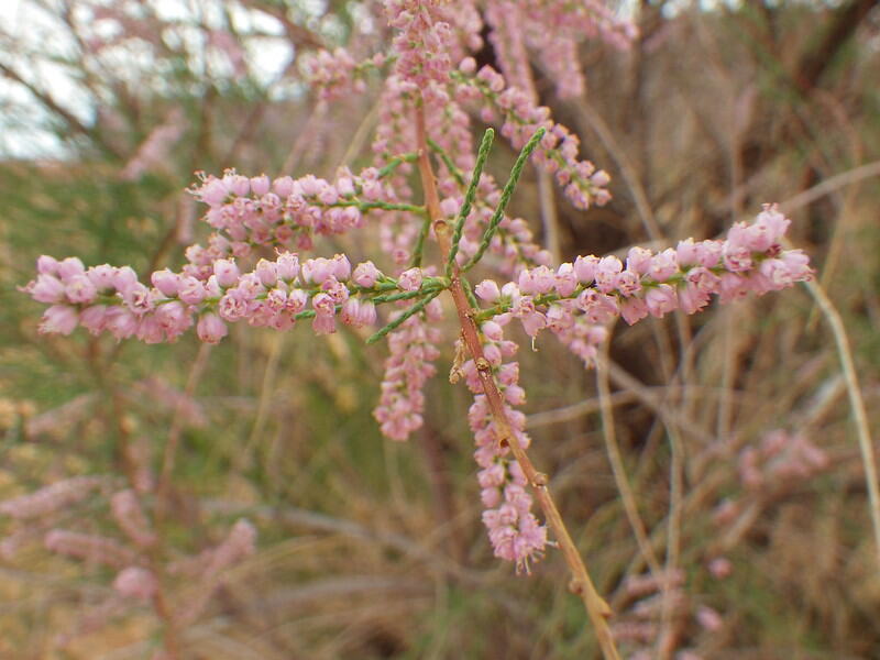 A close up of pink colored saltcedar plant