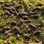Guide to Lawn Aeration in Kentucky